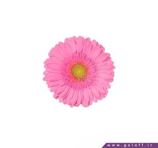 گل فروشی اینترنتی در تهران - گل ژربرا بال روم - Gerbera | گل آف